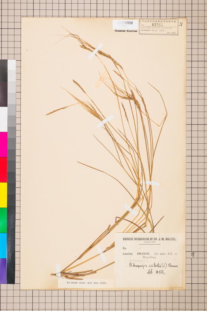 <Unit #110979  | :: | Heteropogon contortus (L.) P. Beauv. ex Roem. & Schult.>