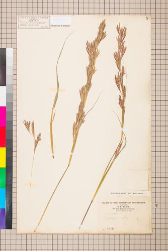 Cymbopogon nardus (L.) Rendle