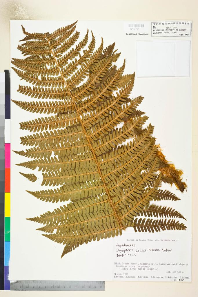 <Unit #128989  | 1039:: | Dryopteris crassirhizoma Nakai>