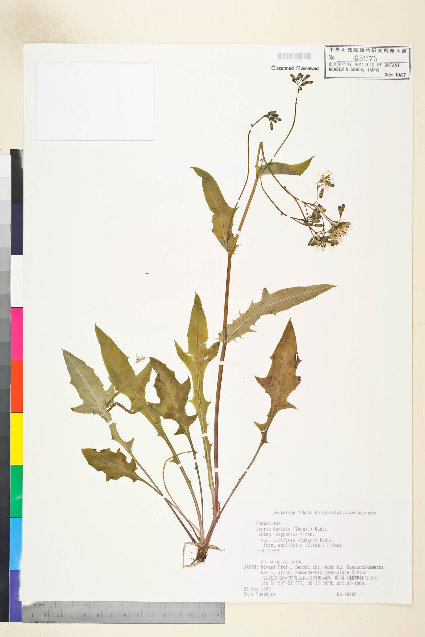 Specimen image
