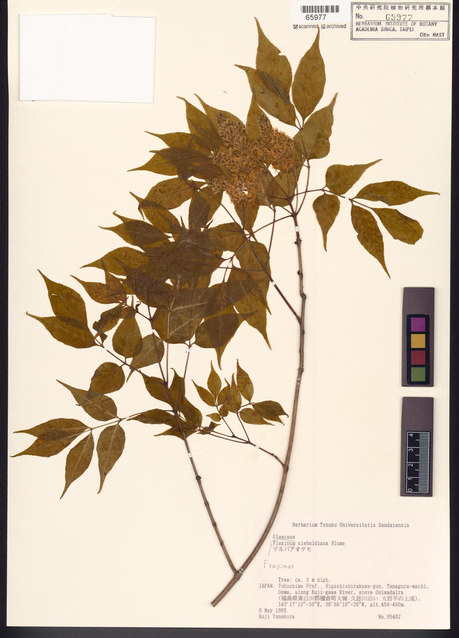 Sample image for viewer