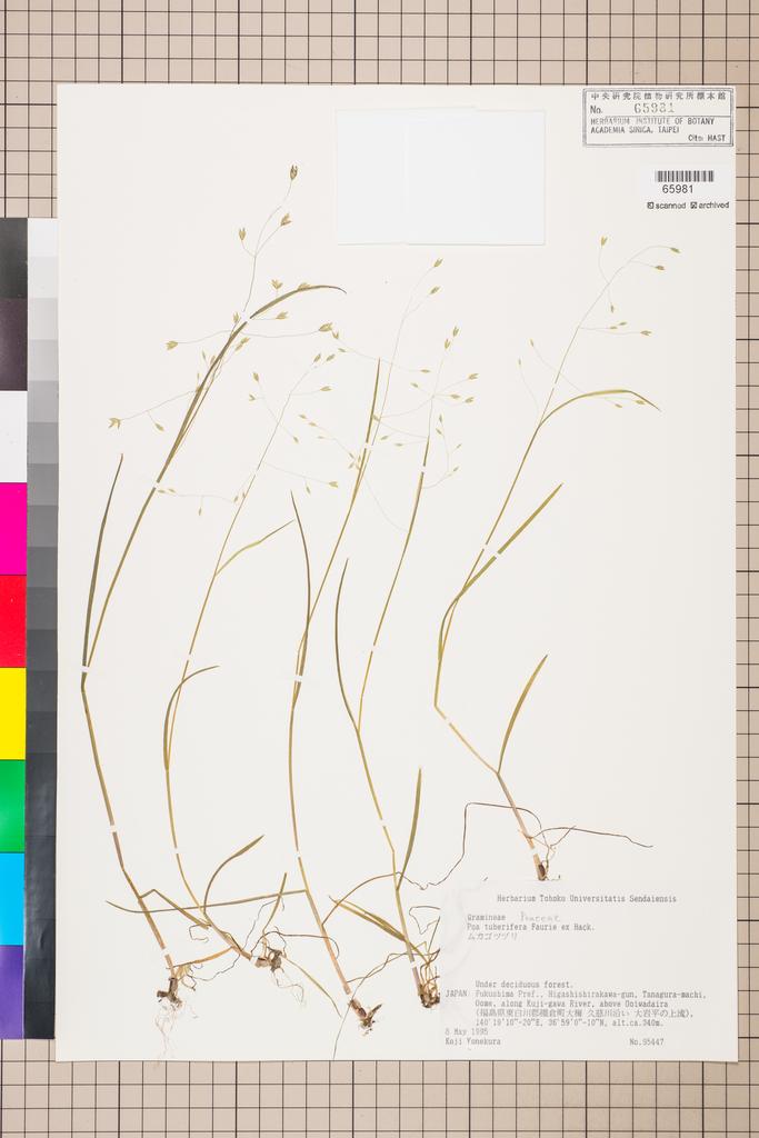 <Unit #113665 Yonekura, Koji |  | 95447:: | Poa tuberifera U.J. Faurie ex Hack.>