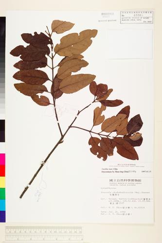Taxillus tsaii S. T. Chiu