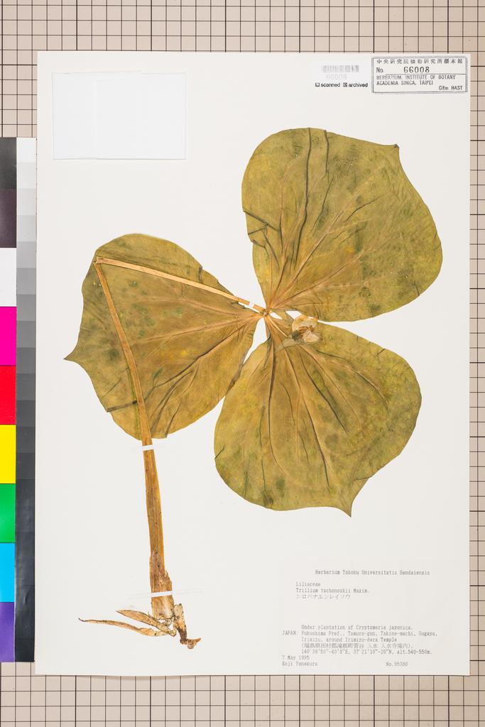 <Unit #110658 Yonekura, Koji |  | 95380:: | Trillium tschonoskii Maxim.>
