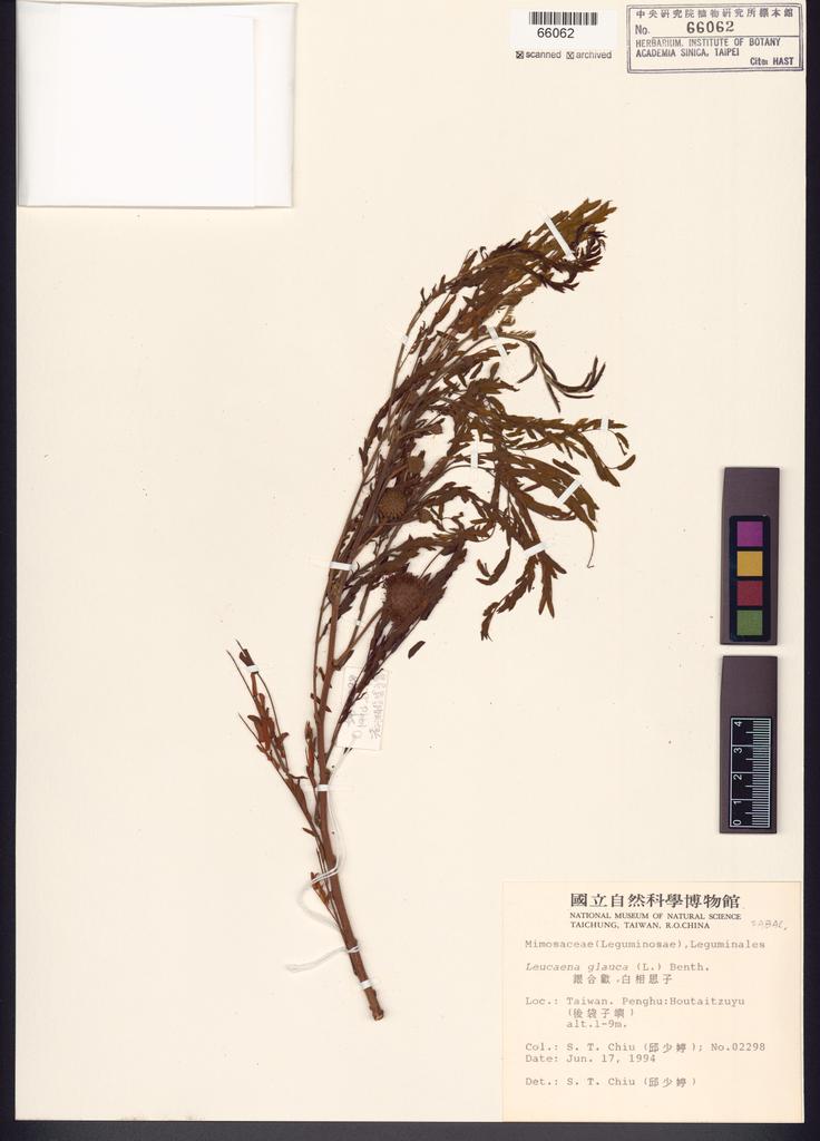<Unit #43185 Chiu, Shau-Ting | 邱少婷 | 2298:: | Leucaena glauca (L.) Benth.>
