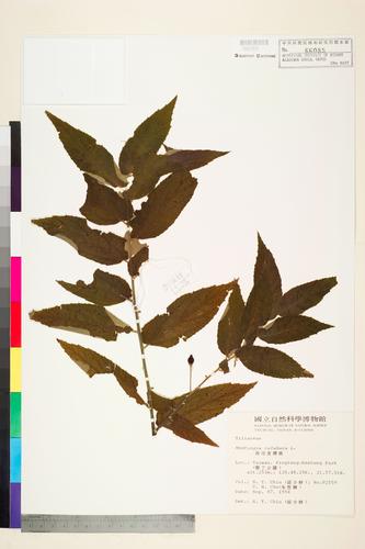 Muntingia calabura L.