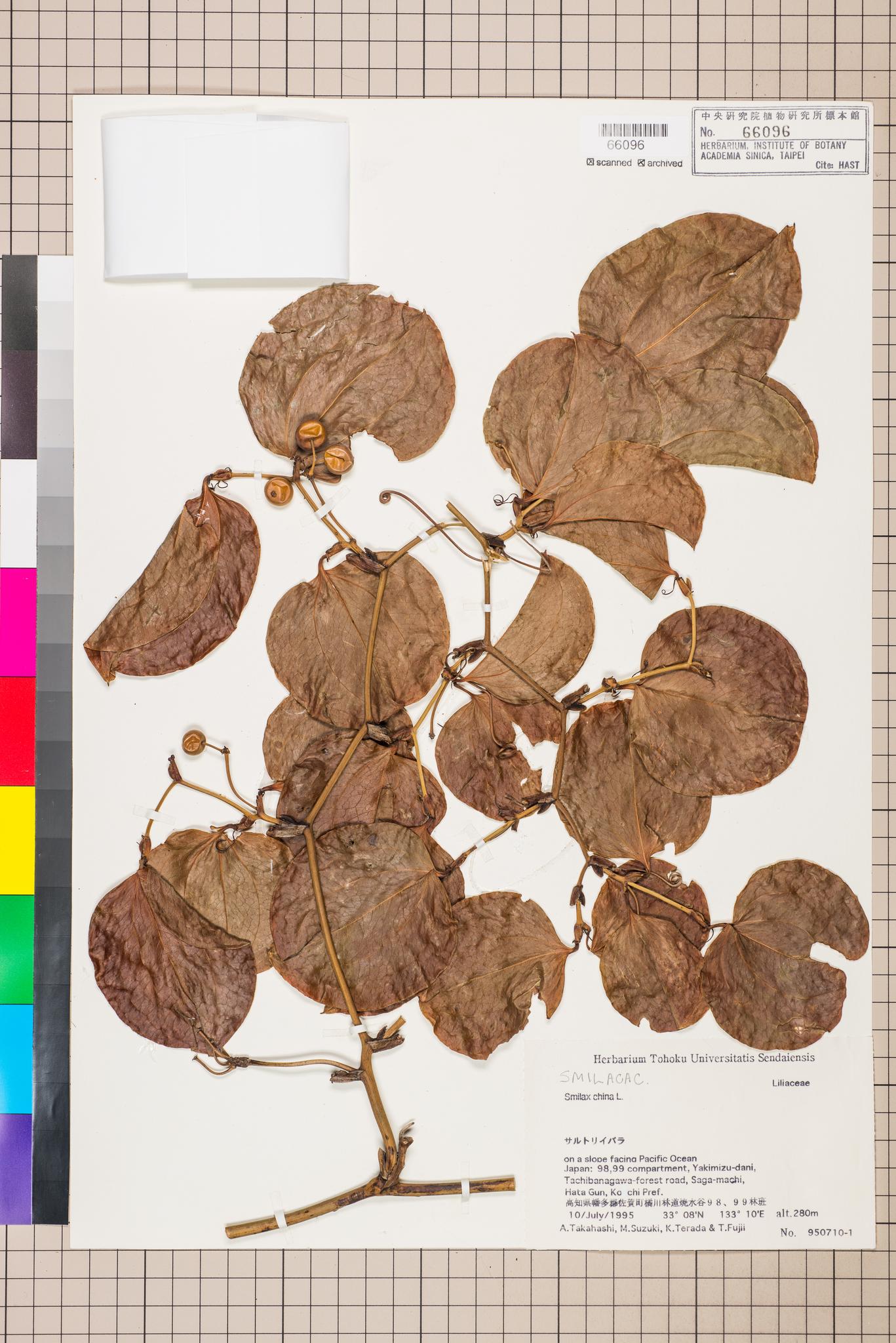 Specimen image