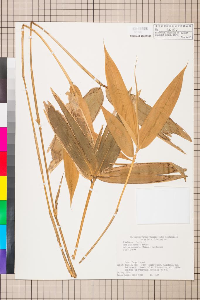 <Unit #114787  | 1537:: | Sasa yahikoensis Makino var. depauperata (Takeda) S. Suzuki>