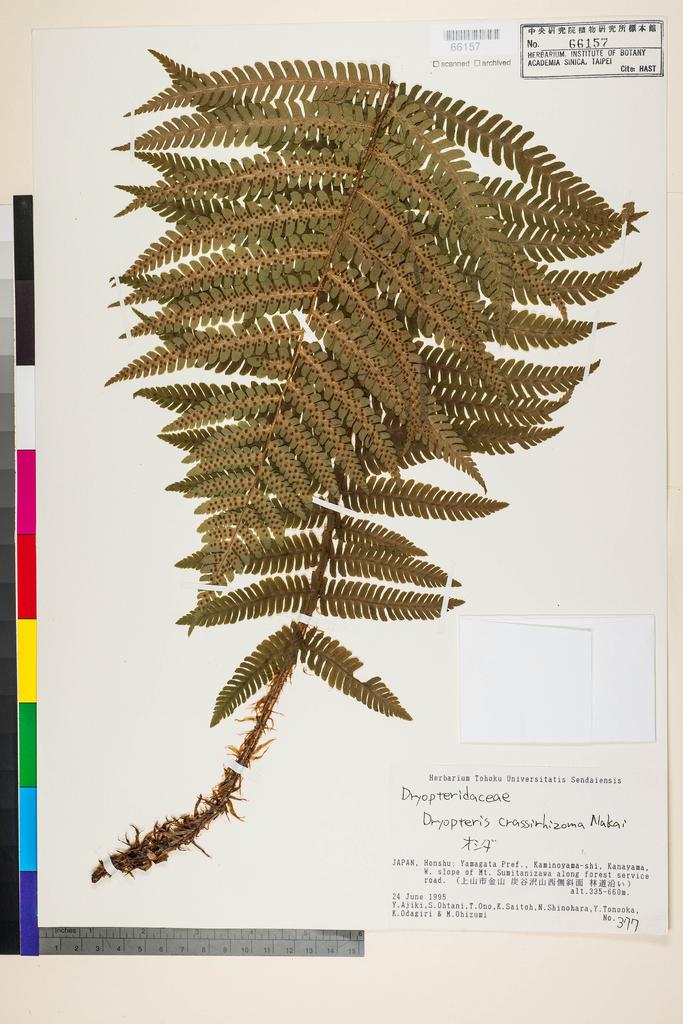 <Unit #128420  | 377:: | Dryopteris crassirhizoma Nakai>