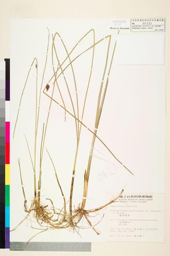 Bolboschoenus planiculmis (F. Schmidt) T. Koyama