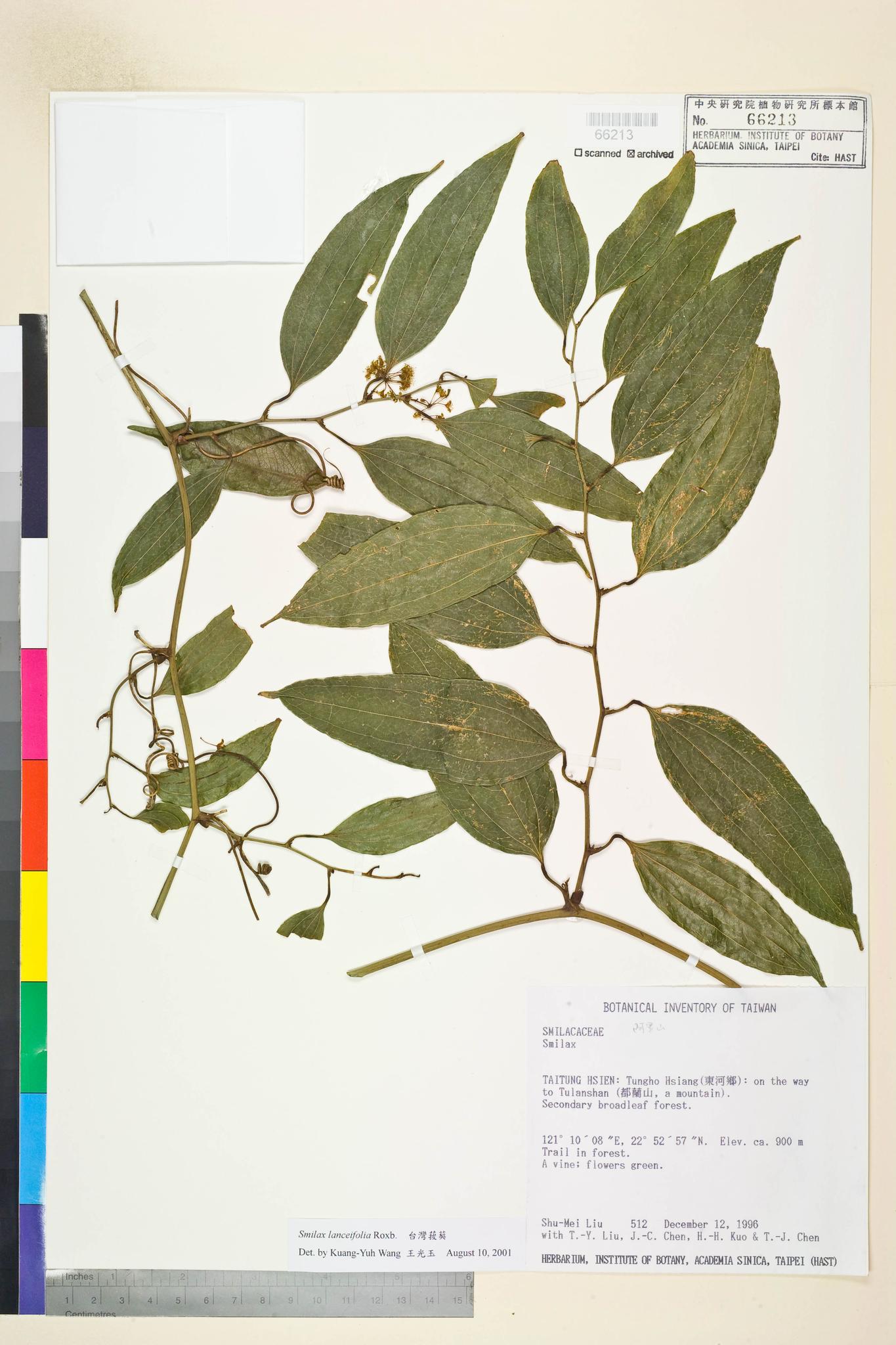 Sample image for viewer