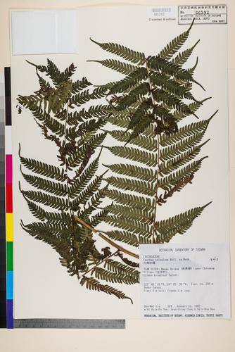 Cyathea spinulosa Wall. ex Hook.
