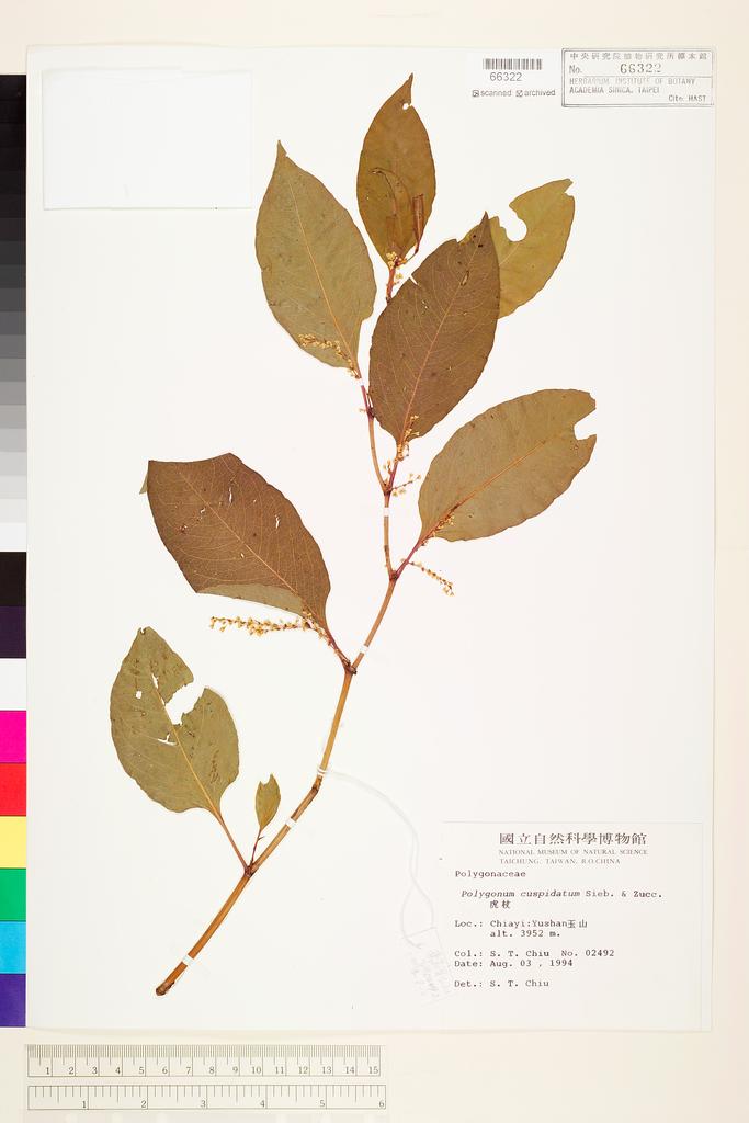 <Unit #43232 Chiu, Shau-Ting | 邱少婷 | 2492:: | Polygonum cuspidatum Sieb. & Zucc.>