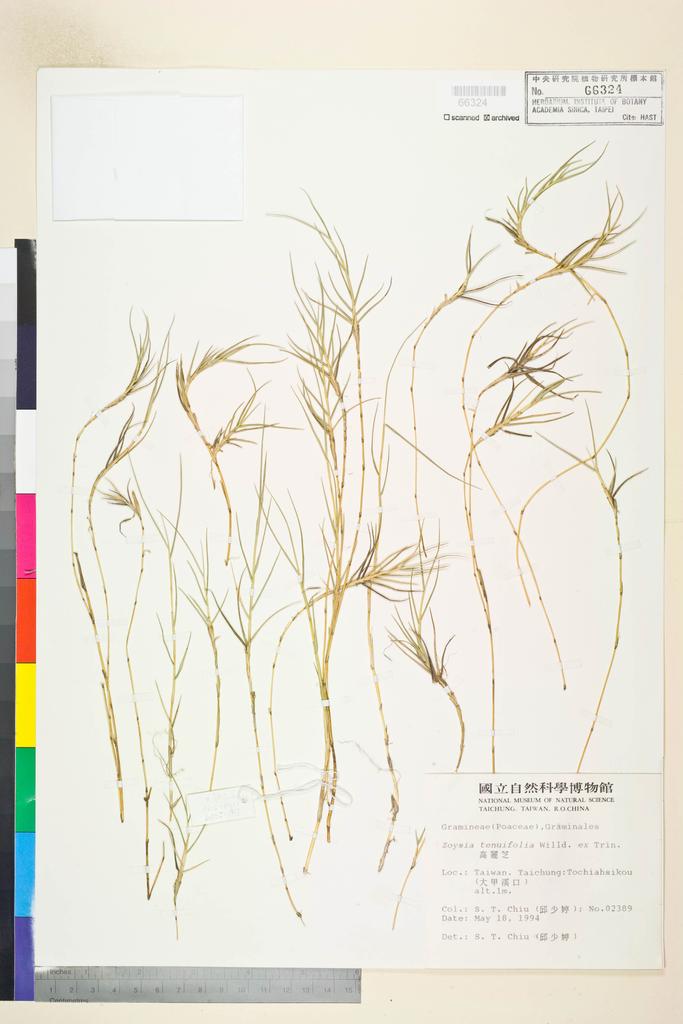 <Unit #72800 Chiu, Shau-Ting | 邱少婷 | 2389:: | Zoysia tenuifolia Willd. ex Trin.>