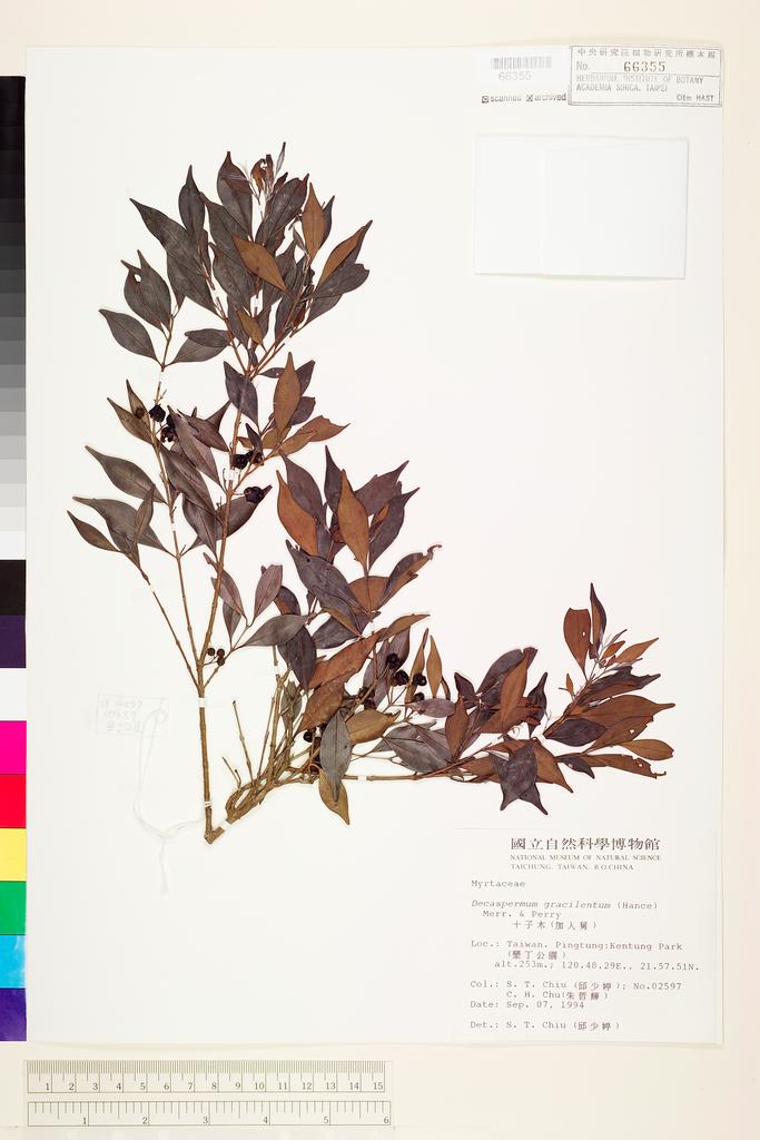 <Unit #43038 Chiu, Shau-Ting | 邱少婷 | 2597:: | Decaspermum gracilentum (Hance) Merr. & Perry>
