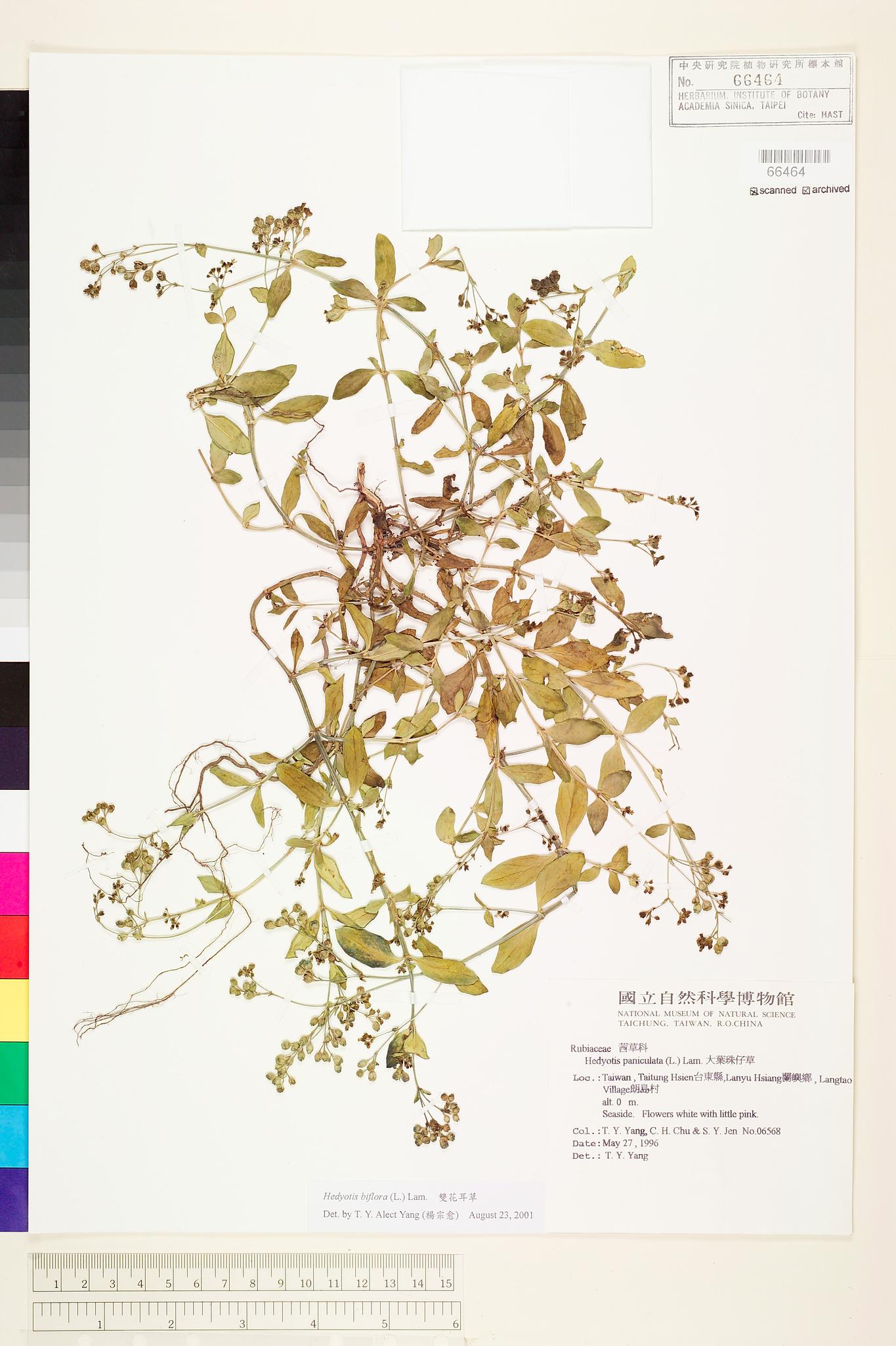 Sample image for viewer