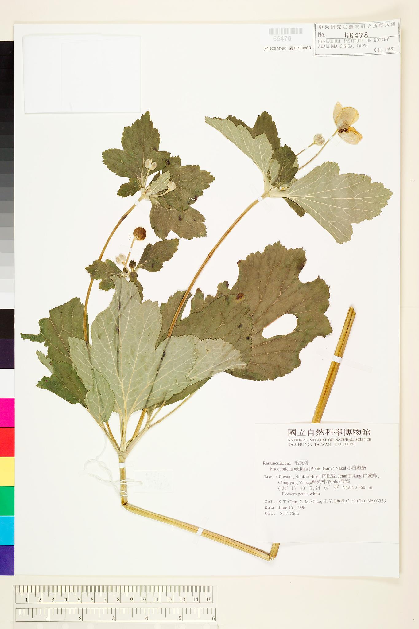 Sample image for viewer