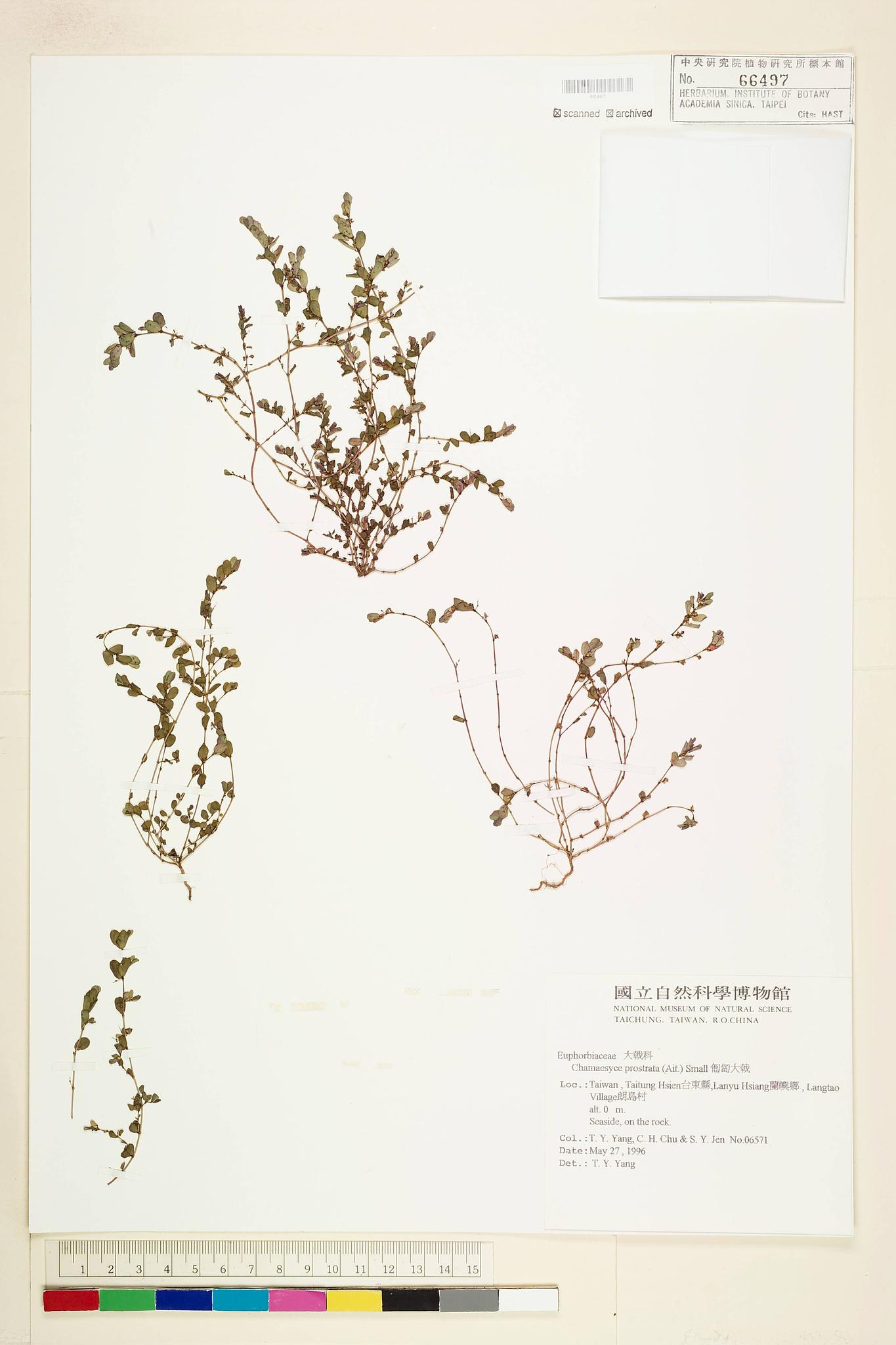 Sample image for viewer