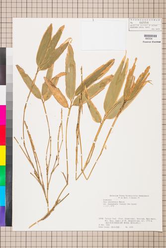 Sasa yahikoensis Makino var. depauperata (Takeda) S. Suzuki