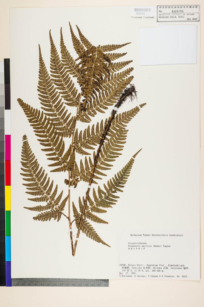 <Unit #128411  | 4635:: | Dryopteris pacifica (Nakai) Tagawa>