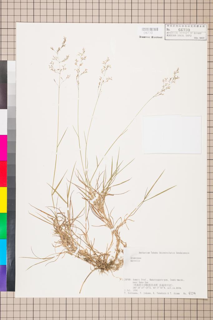 <Unit #114558  | 4574:: | Agrostis>