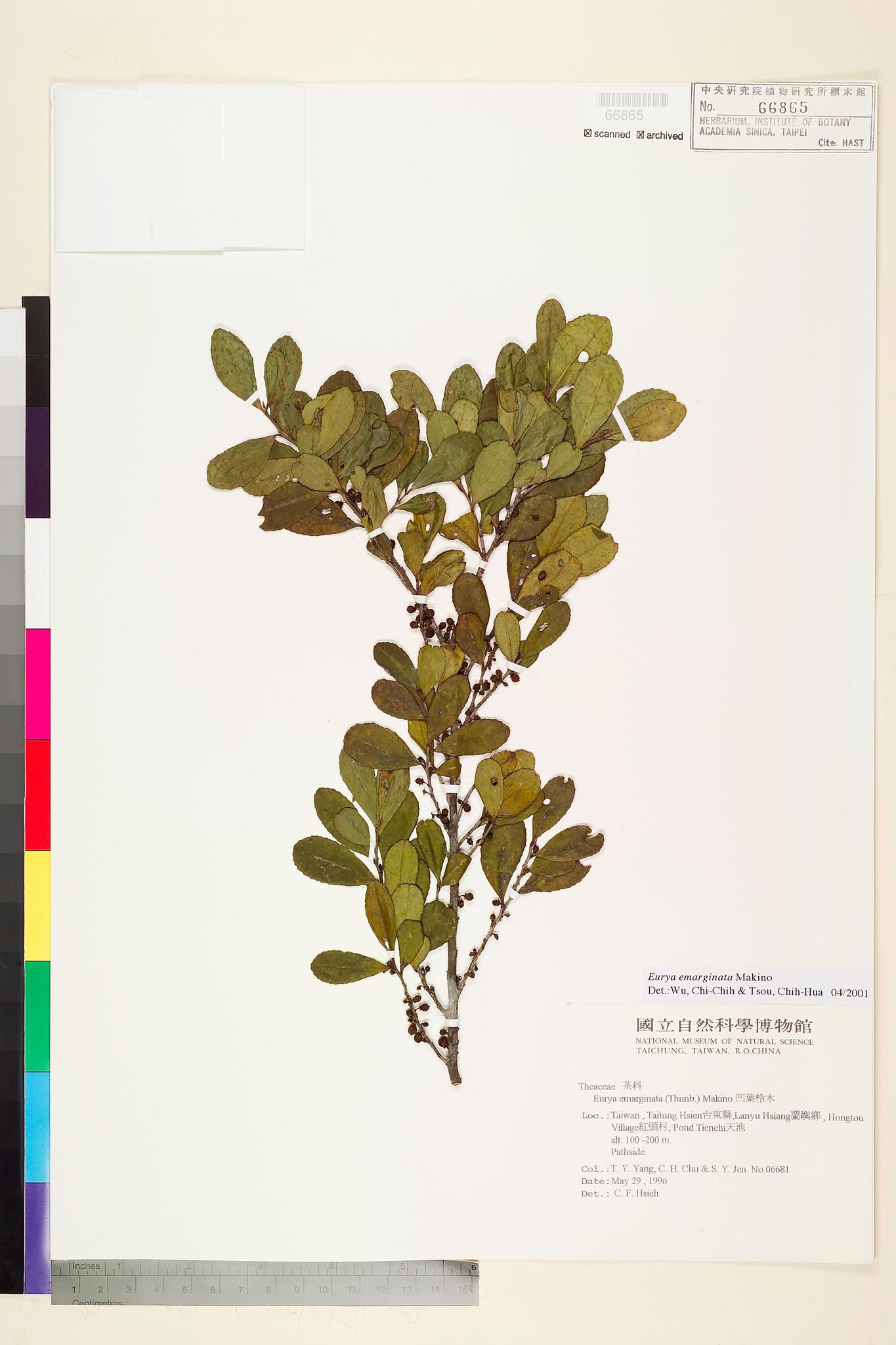 Sample image for viewer