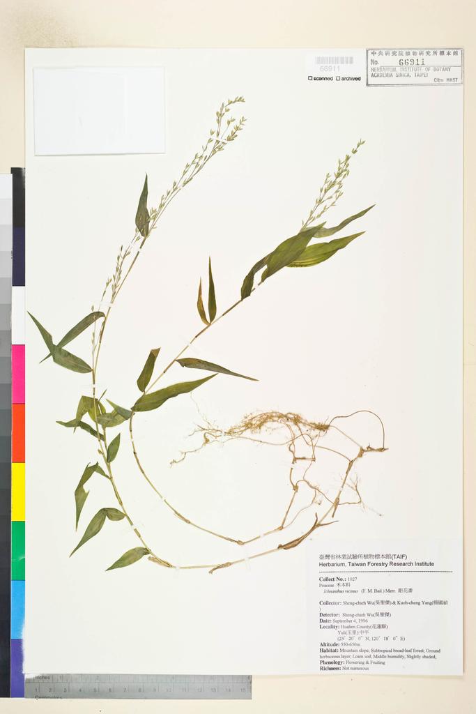 <Unit #134497 Wu, Sheng-chieh | 吳聖傑 | 1027:: | Ichnanthus vicinus (F. M. Bailey) Merr.>
