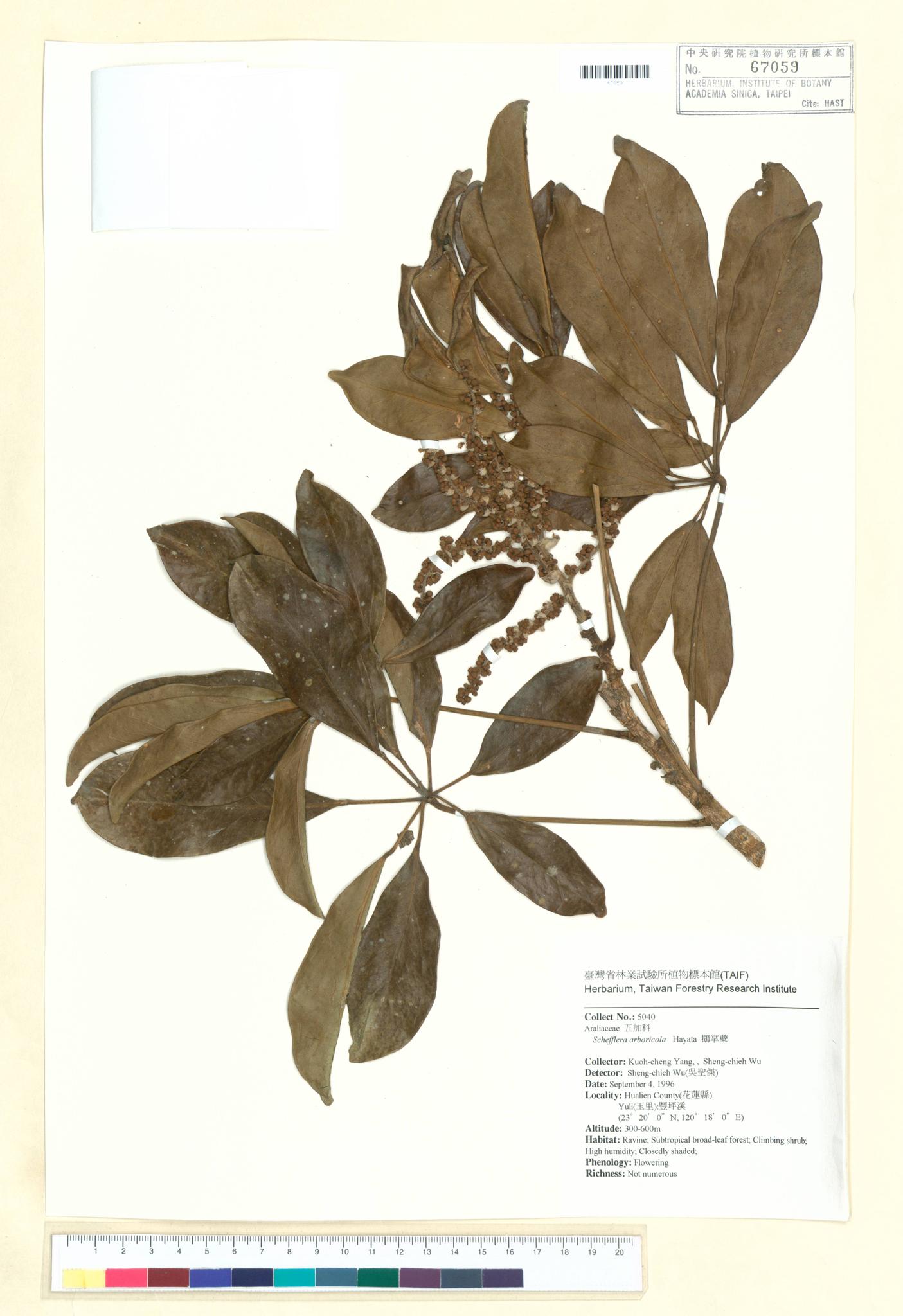 Sample image for viewer