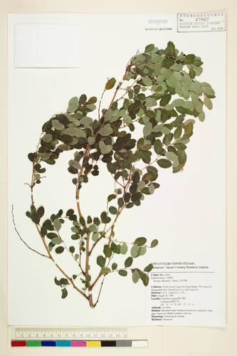 Breynia officinalis Hemsley