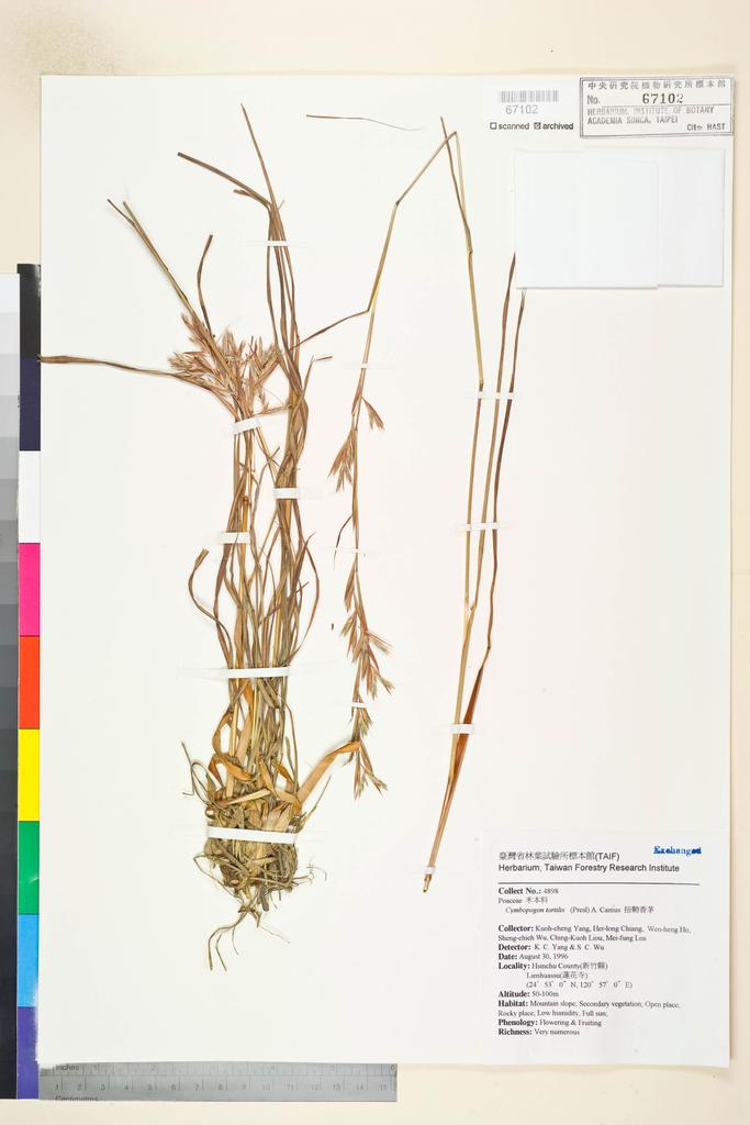<Unit #72188 Yang, Kuoh-Cheng | 楊國禎 | 4898:: | Cymbopogon tortilis (Presl) A. Camus>