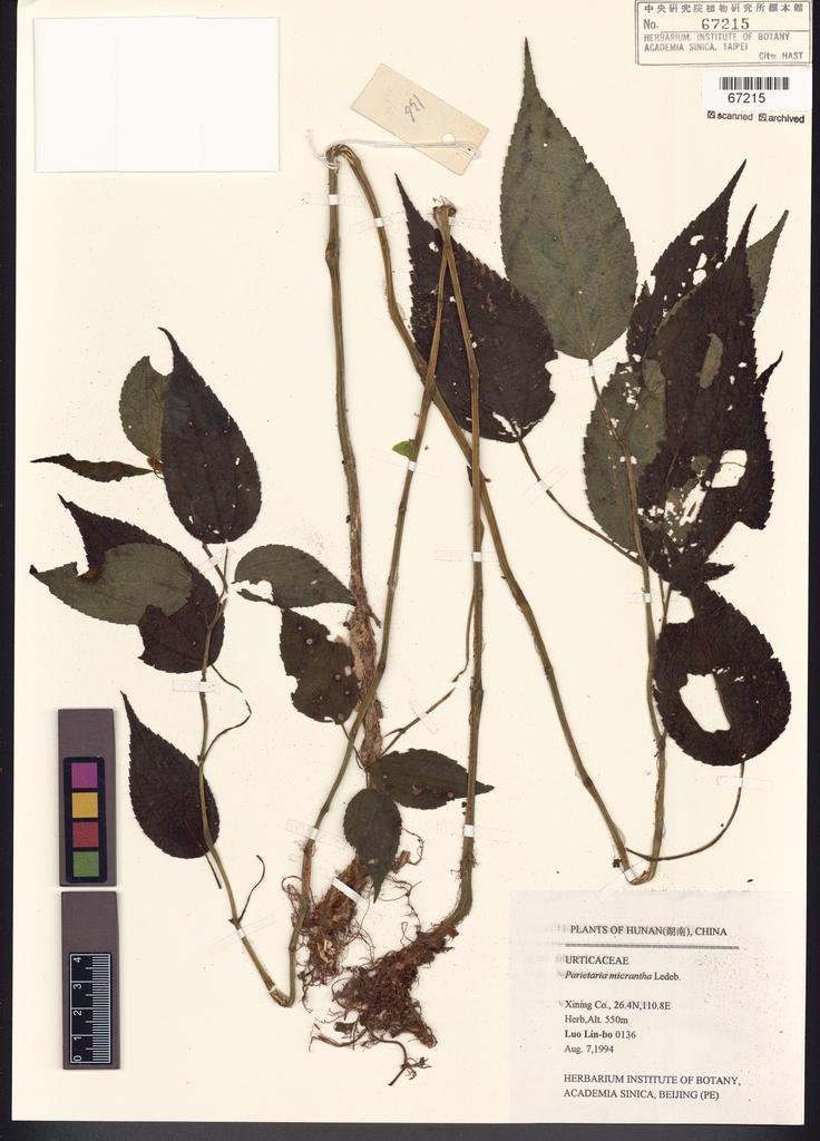 <Unit #100686 Luo, Lin-bo |  | 136:: | Parietaria micrantha Ledeb.>