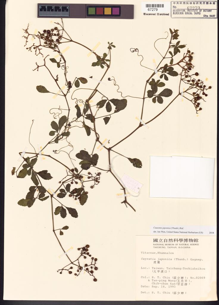<Unit #43823 Chiu, Shau-Ting | 邱少婷 | 2069:: | Causonis japonica (Thunb.) Raf.>