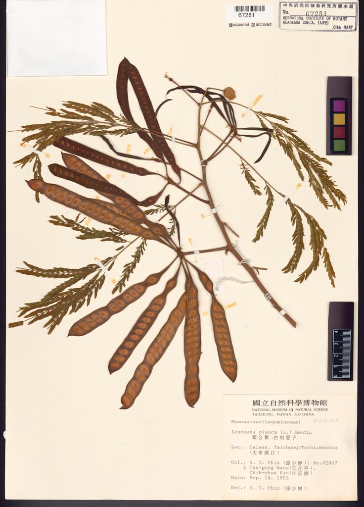 <Unit #44304 Chiu, Shau-Ting | 邱少婷 | 2067:: | Leucaena glauca (L.) Benth.>