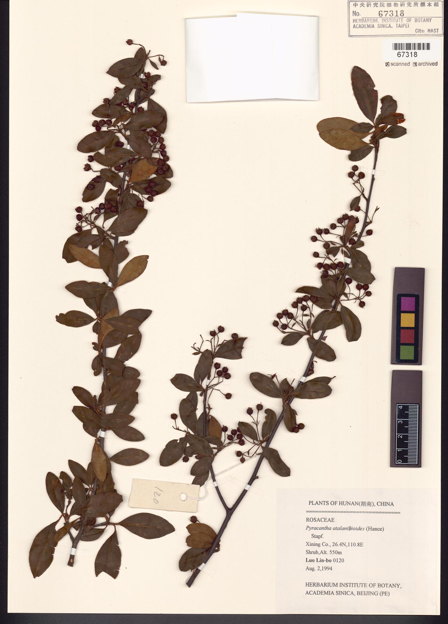 Sample image for viewer