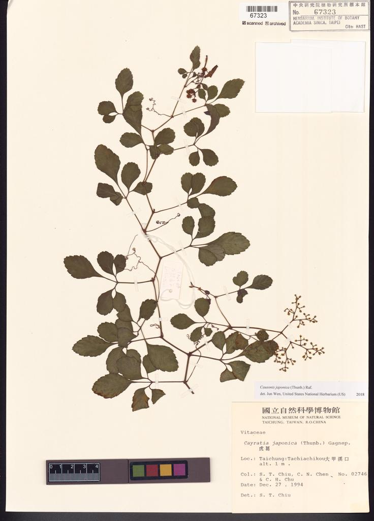 <Unit #41174 Chiu, Shau-Ting | 邱少婷 | 2746:: | Causonis japonica (Thunb.) Raf.>