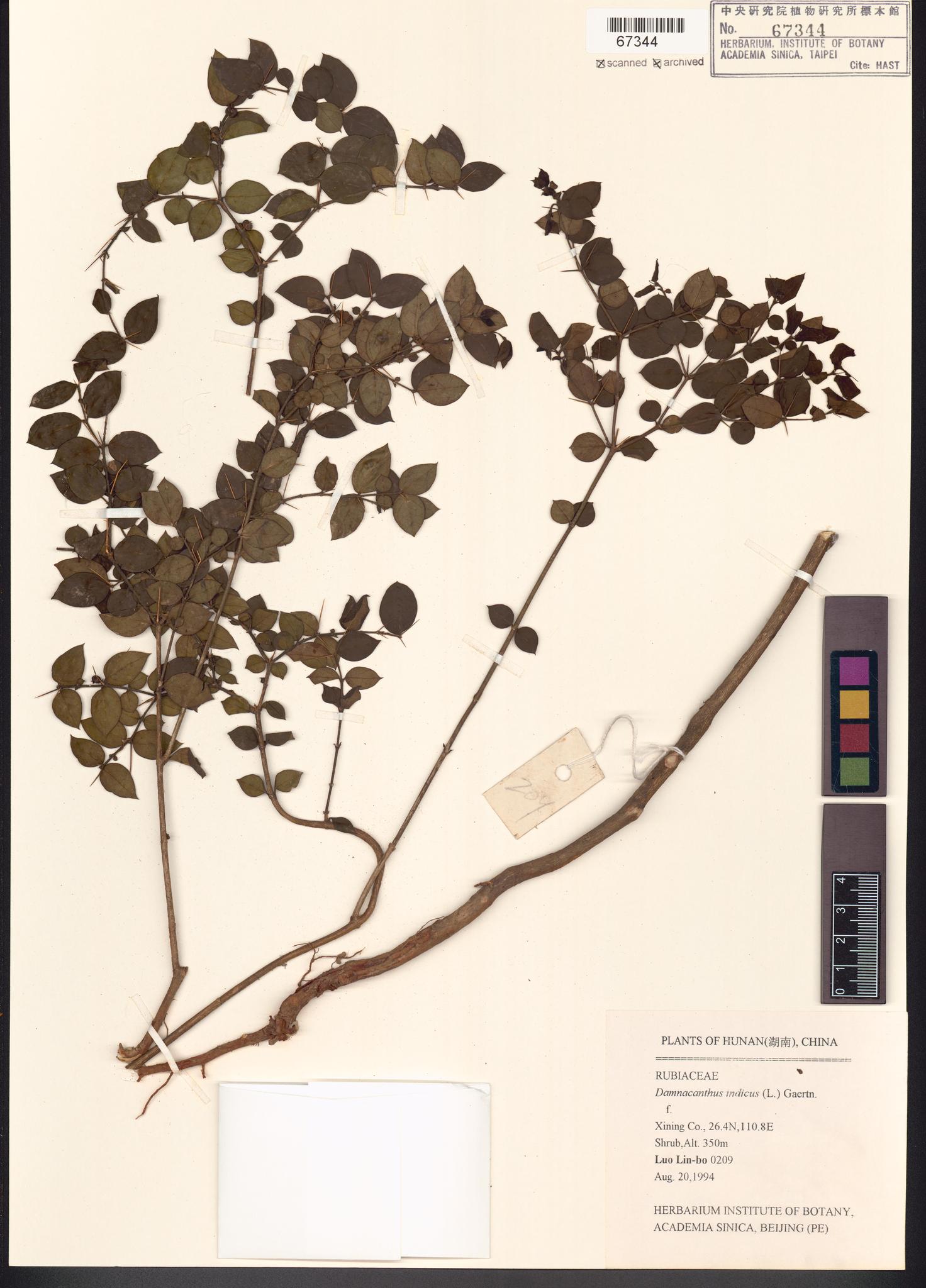 Sample image for viewer