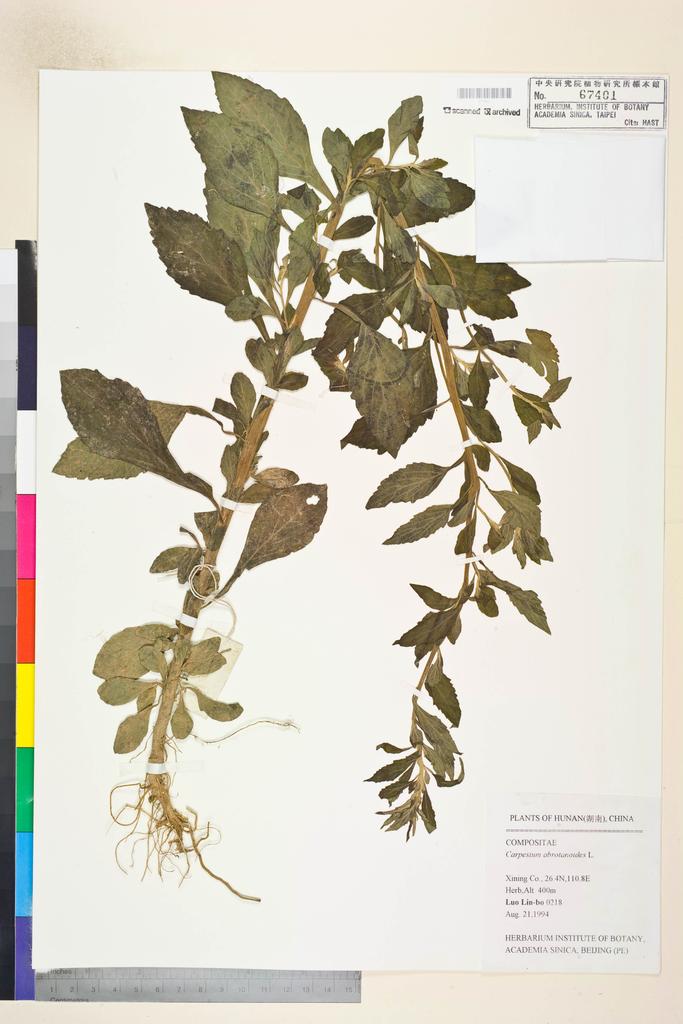 <Unit #106380 Luo, Lin-bo |  | 218:: | Carpesium abrotanoides L.>