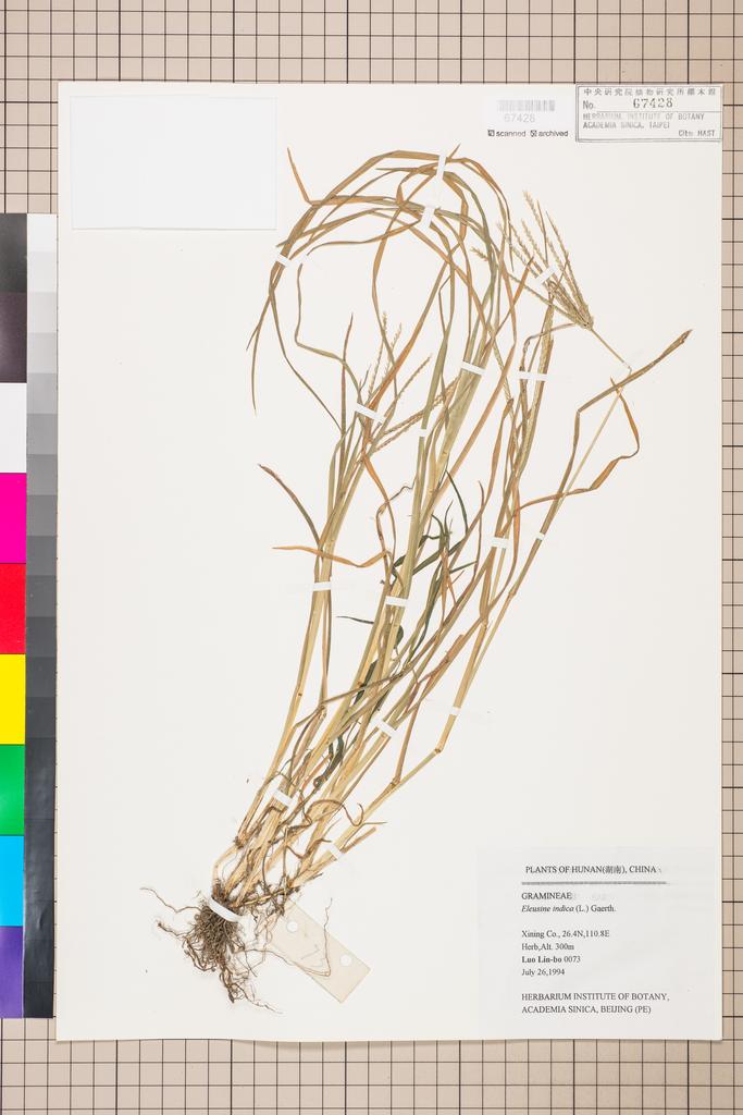 <Unit #109967 Luo, Lin-bo |  | 73:: | Eleusine indica (L.) Gaertn.>