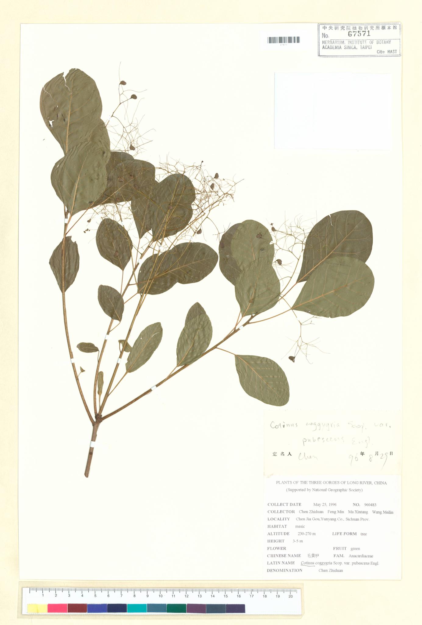 Sample image for viewer