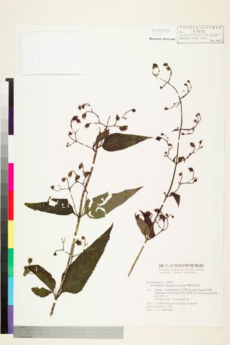 Scrophularia yoshimurae Yamazaki