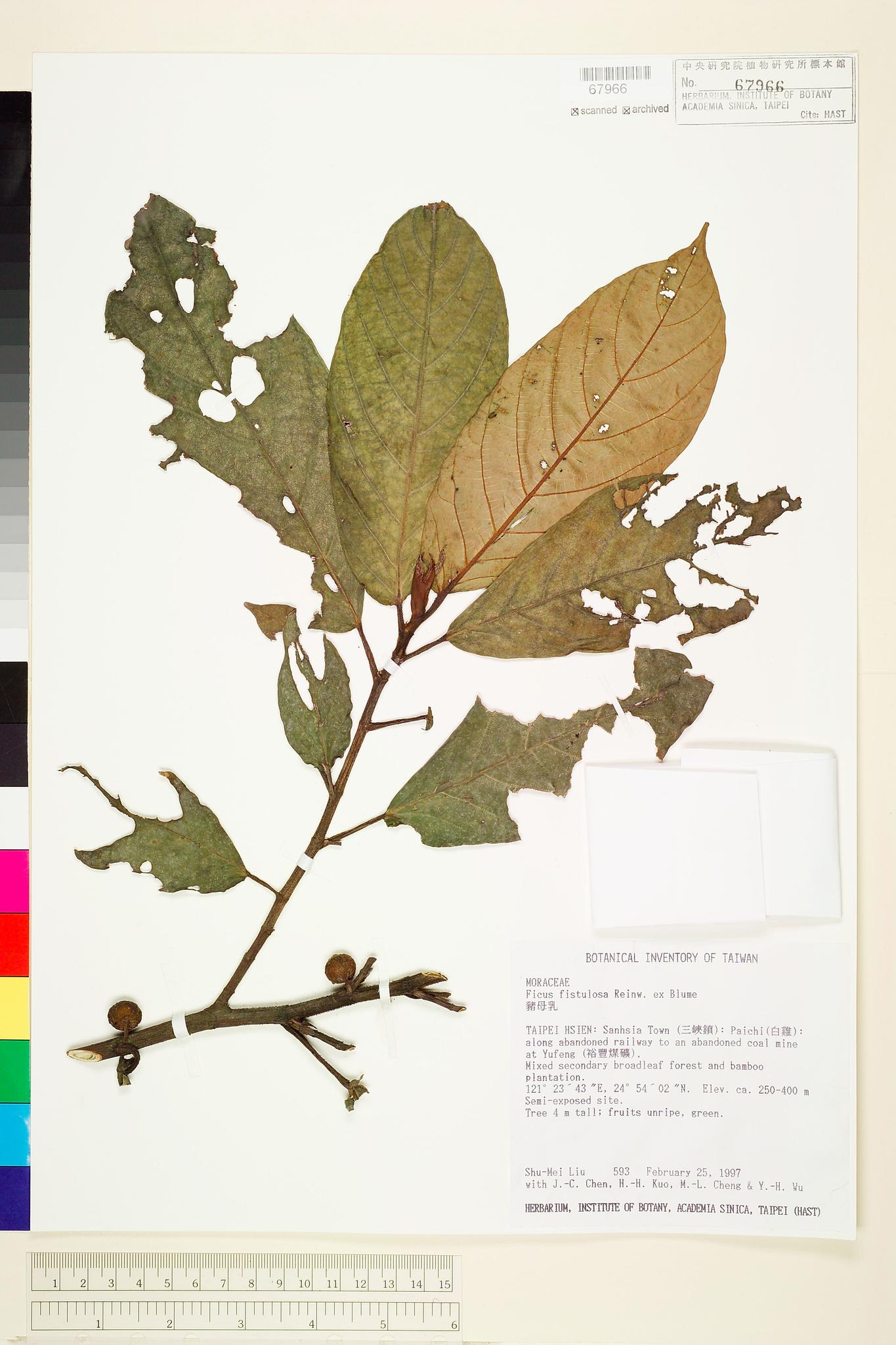 Sample image for viewer