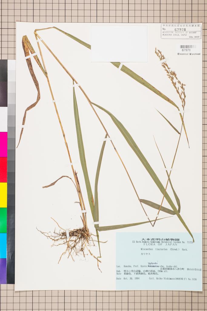 <Unit #111880  | 1030:: | Miscanthus tinctorius (Steud.) Hack.>