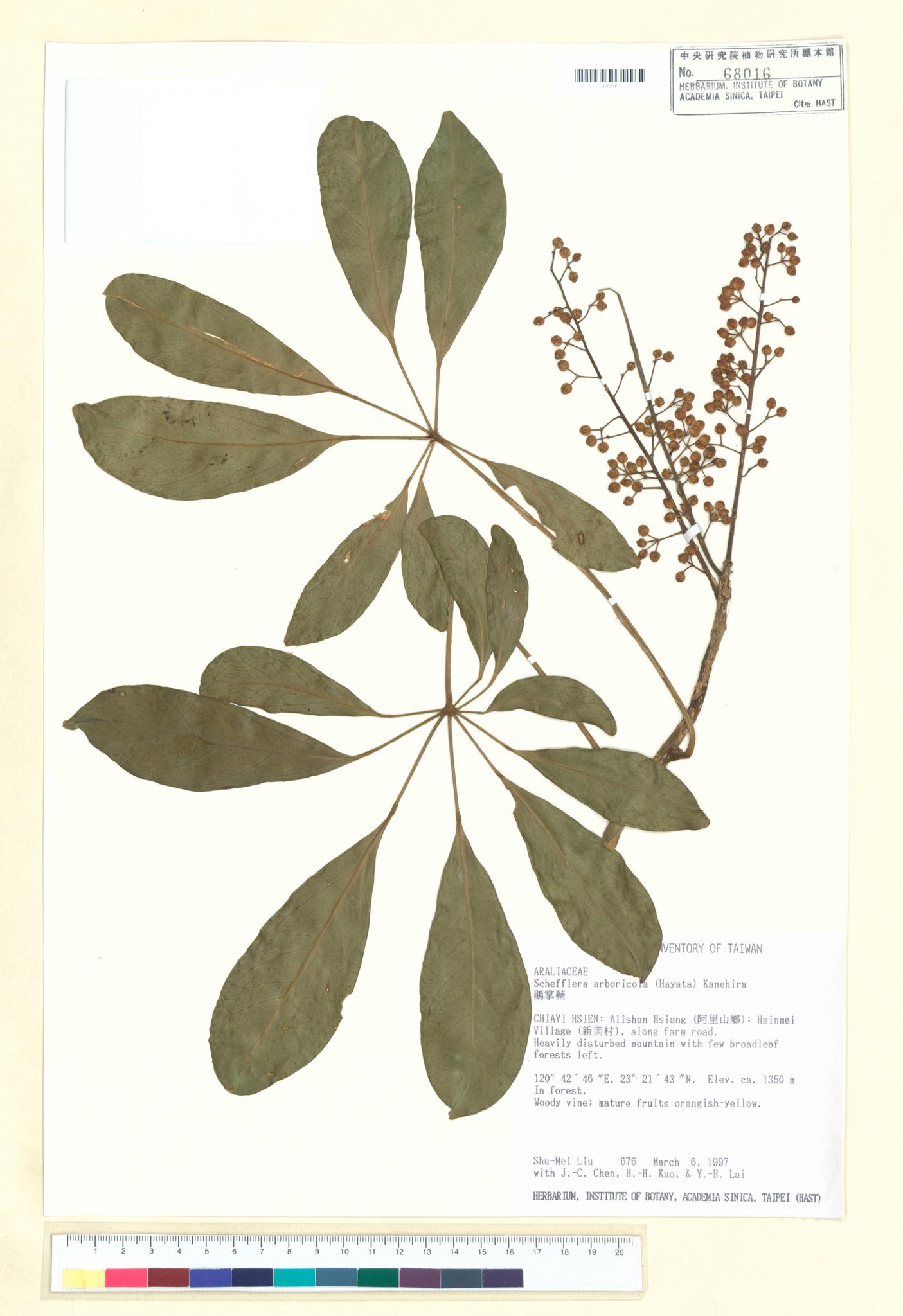 Sample image for viewer