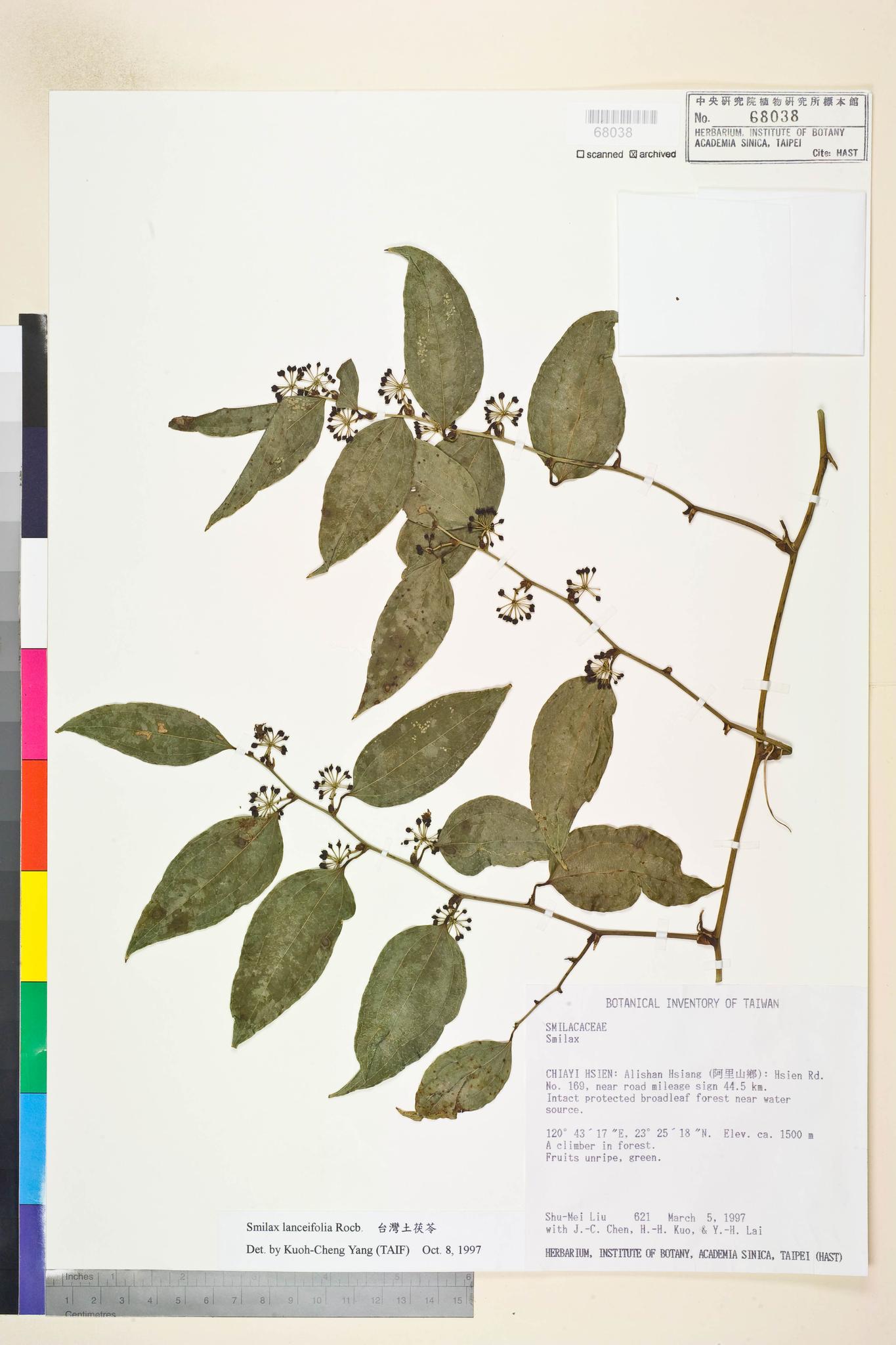 Sample image for viewer