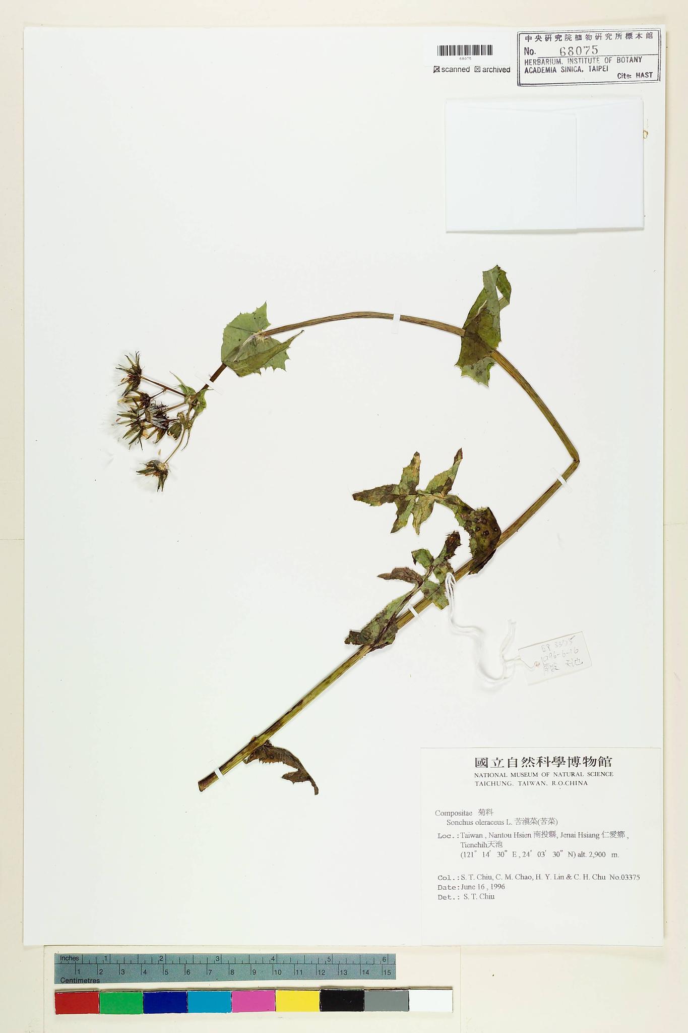 Sample image for viewer