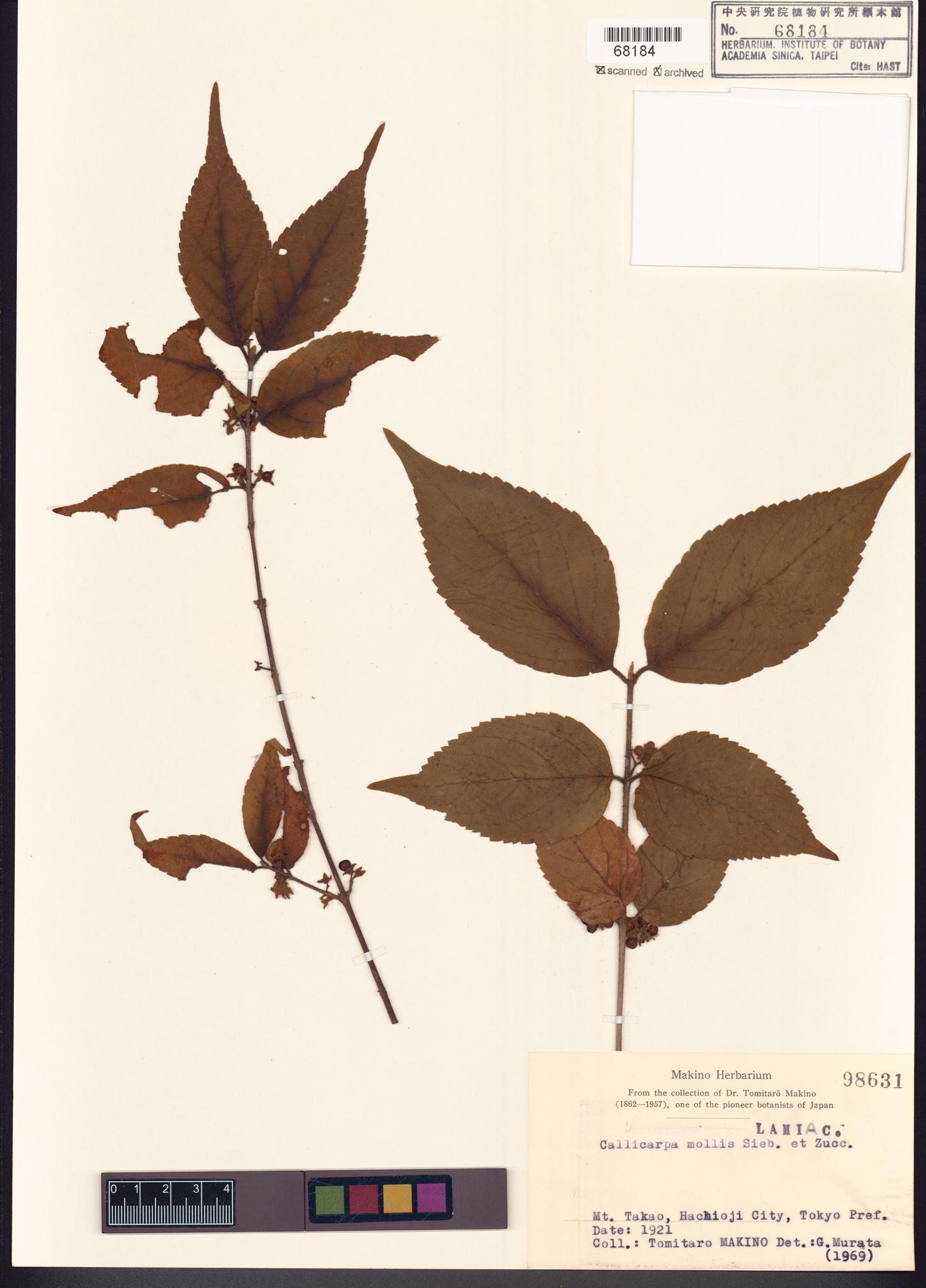 Sample image for viewer