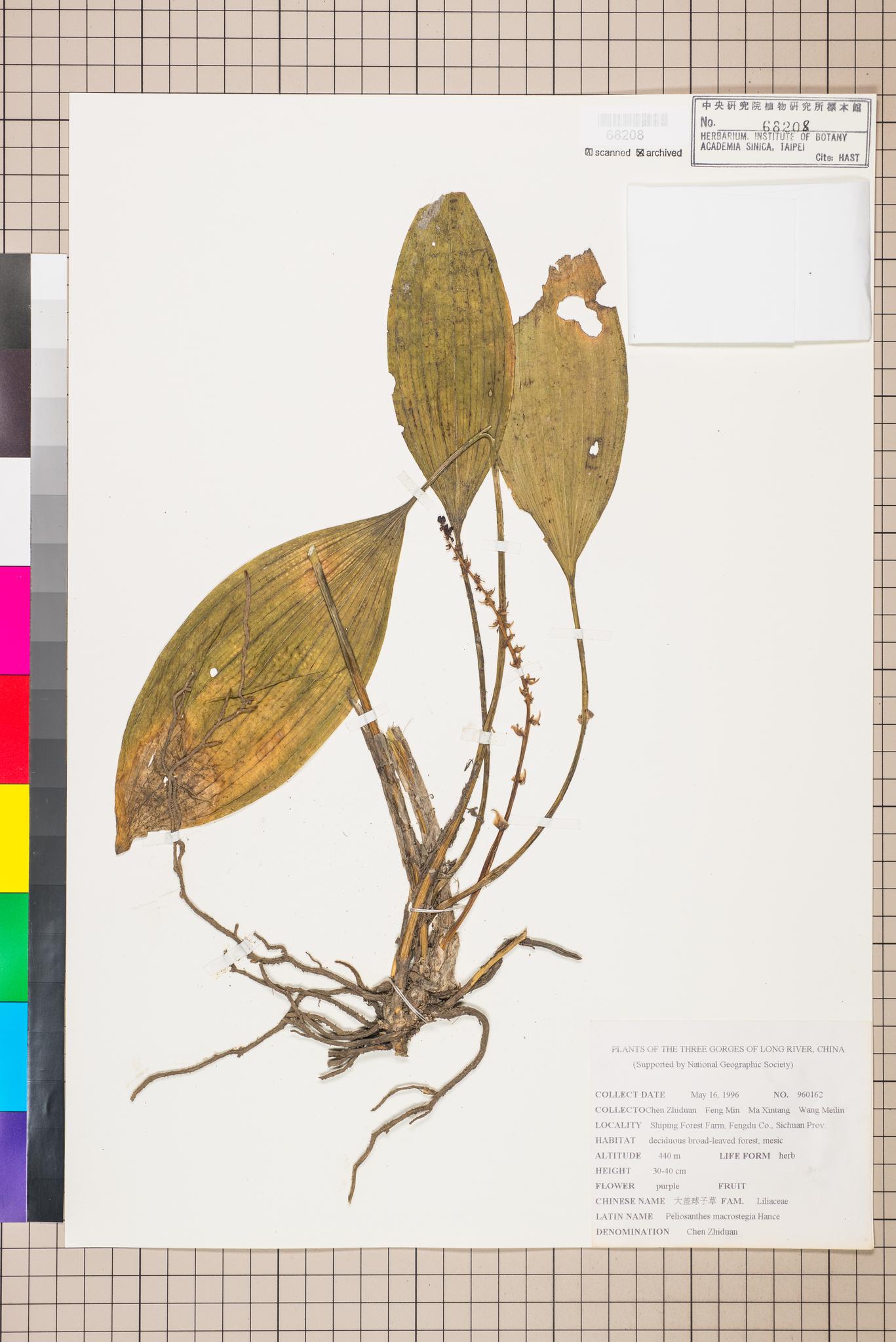 Sample image for viewer