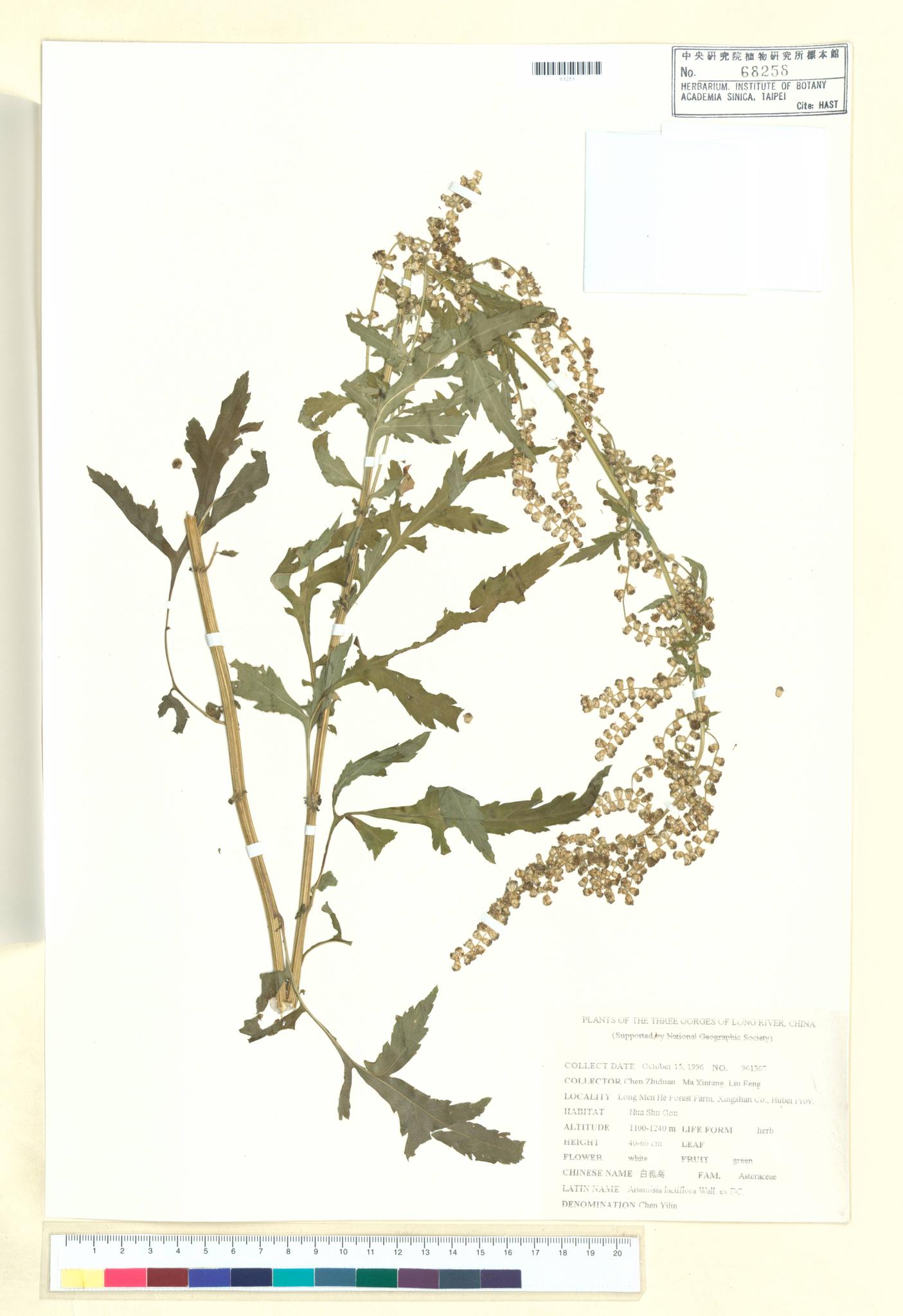 Sample image for viewer