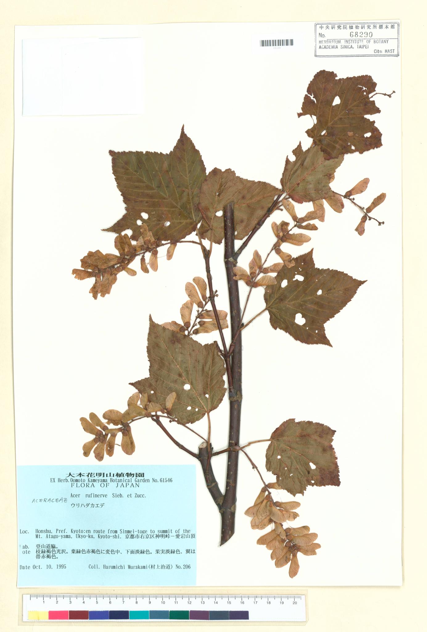 Sample image for viewer