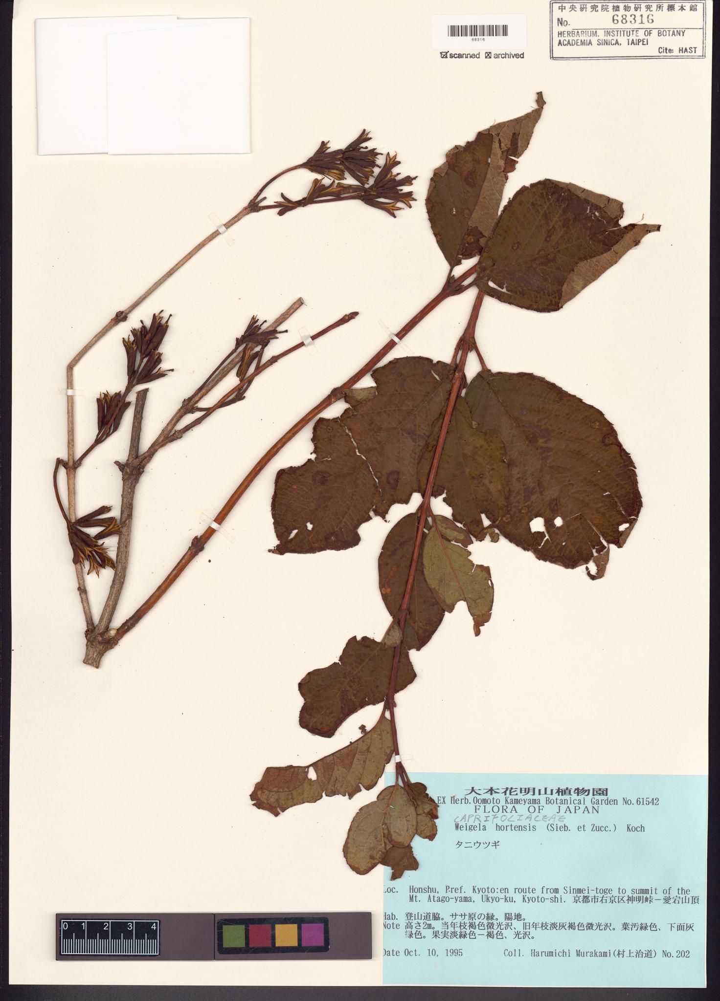 Sample image for viewer